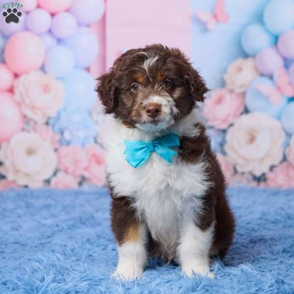 Casper, Mini Aussiedoodle Puppy